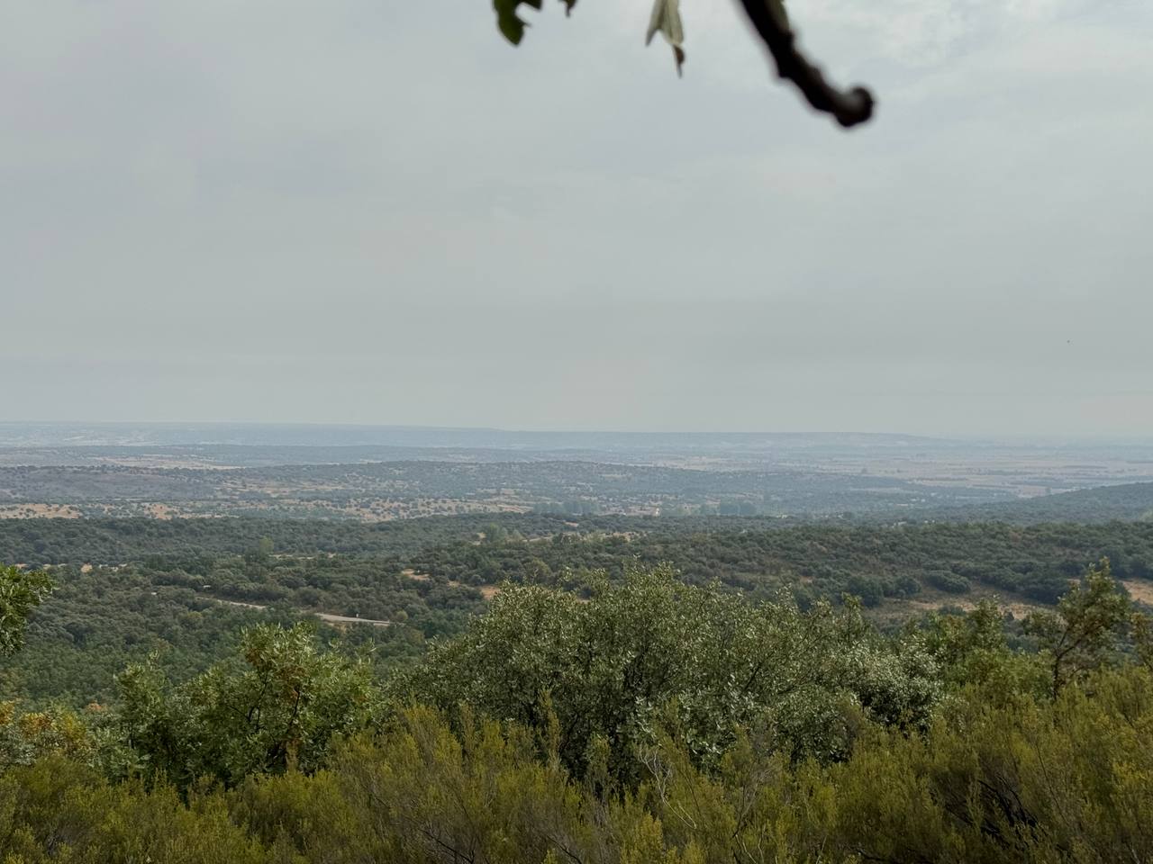 Fotografía de Curillas, Penillas y Fermentino
