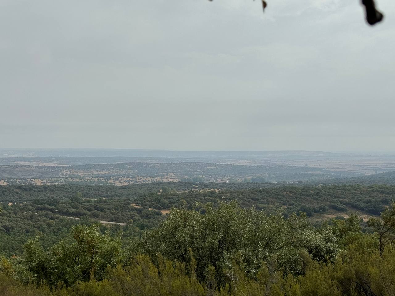 Fotografía de Curillas, Penillas y Fermentino