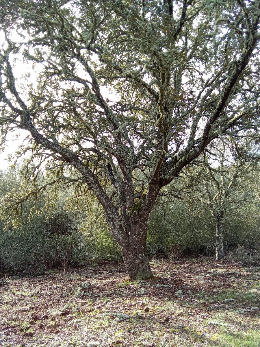Paisaje de la Circular de Cotion